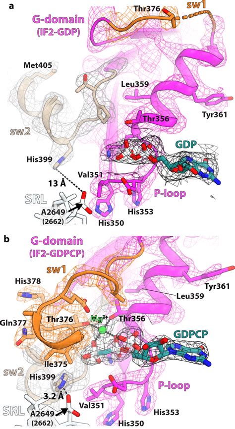 Nucleotide Binding Pocket In The G Domain Of If A The Em Density Of