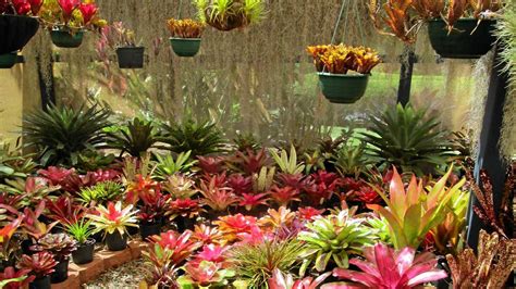 Bromeliad Garden Images Fasci Garden