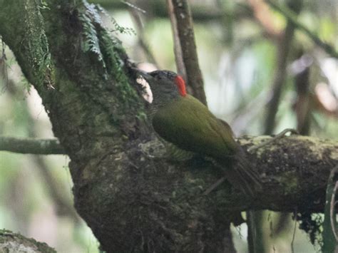 Tullbergs Woodpecker Campethera Tullbergi Buckham Birding