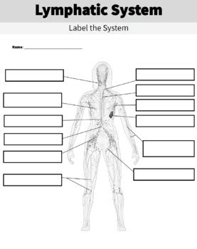 Diagram Of The Lymphatic System