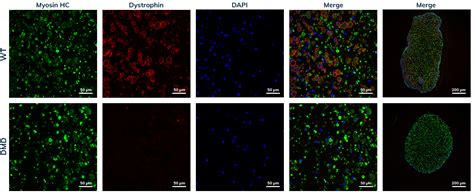 IPSC Skeletal Muscle Myoblasts Curi Bio