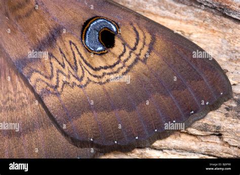 Close Up Of Blue Eye Spot On Wing Of Australian Brown House Moth Stock