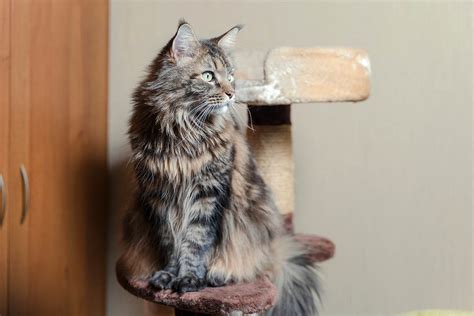 Maine Coon Carattere E Prezzo Del Gatto Del Maine