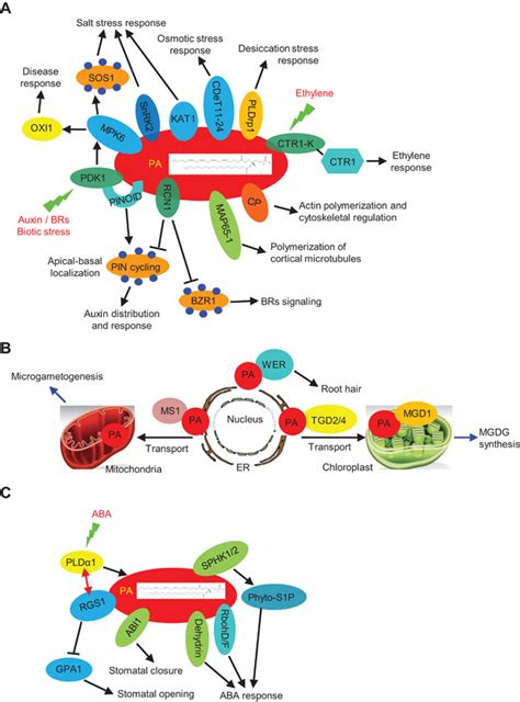 Phosphatidic Acid Plays Key Roles Regulating Plant Development And