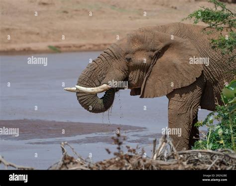 Bull Elephant Loxodonta Africana Drinking From The Ewaso Ngiro River Samburu National