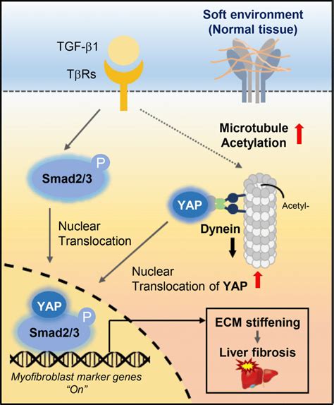 Proposed Model For Tgf β1 Induced Myofibroblast Differentiation Via