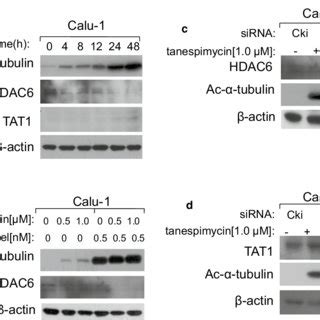 Docetaxel Promotes Ac Tubulin Upregulation And Inhibits Lc B Ii