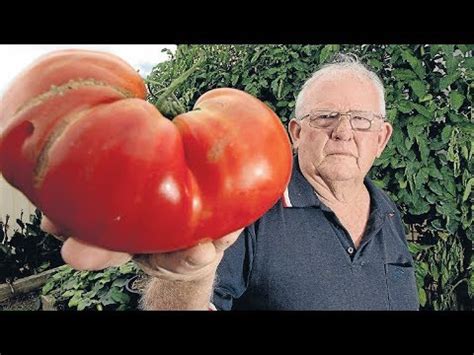 Top 10 World s Biggest Tomato İn The World YouTube