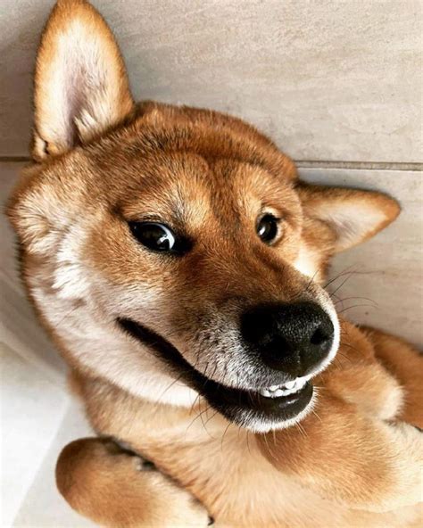 16 Funny Shiba Inu Pictures That Will Make Your Day! | Page 3 of 3 | PetPress