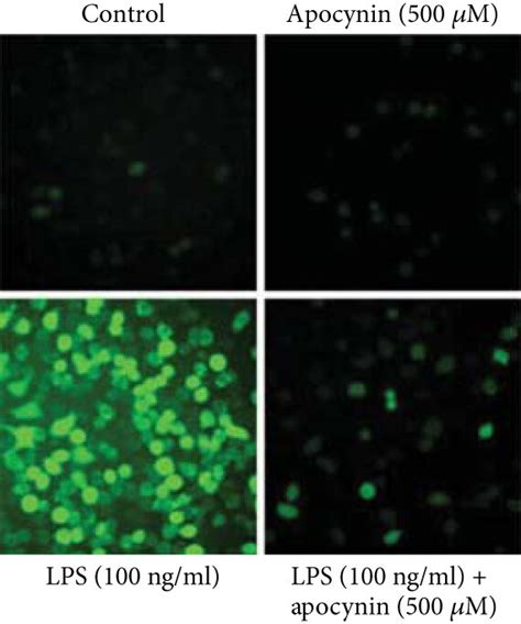 Noncytotoxic Level Of Myricitrin Inhibited Nox Derived Ros Generation