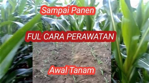 Tanam Jagung Dari Awal Sampai Penen Cara Menanam Dan Merawat Jagung