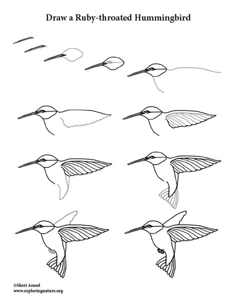 How To Draw A Hummingbird Step By Step