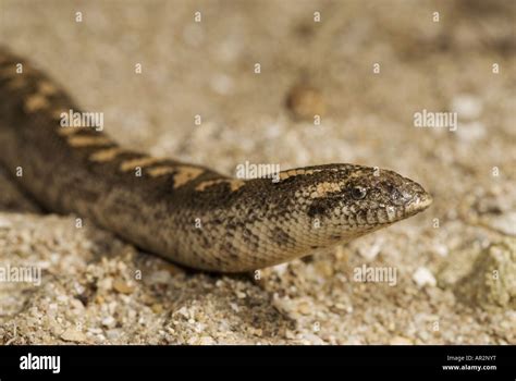 Javelin Sand Boa Eryx Jaculus Portrait Greece Peloponnes