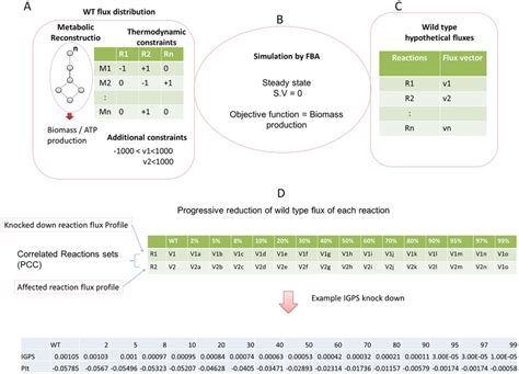 Identifying Correlated Reaction Sets In Genome Scale Metabolic Download Scientific Diagram