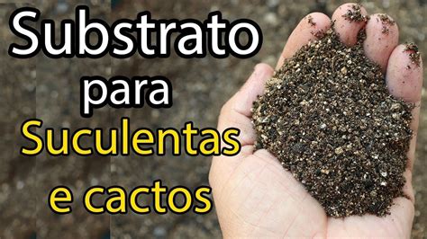 Como Preparar Substrato Para Suculentas E Cactos Substrato Artofit