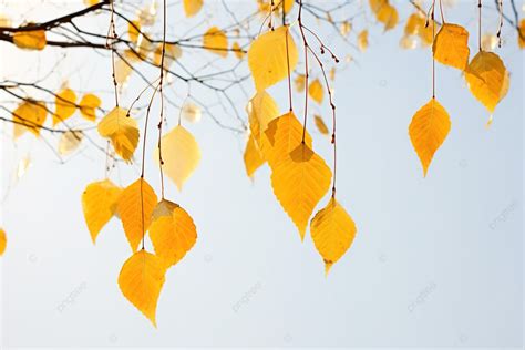 Fondo Hojas Amarillas De Arce Contra El Cielo Azul Fondo Otoño