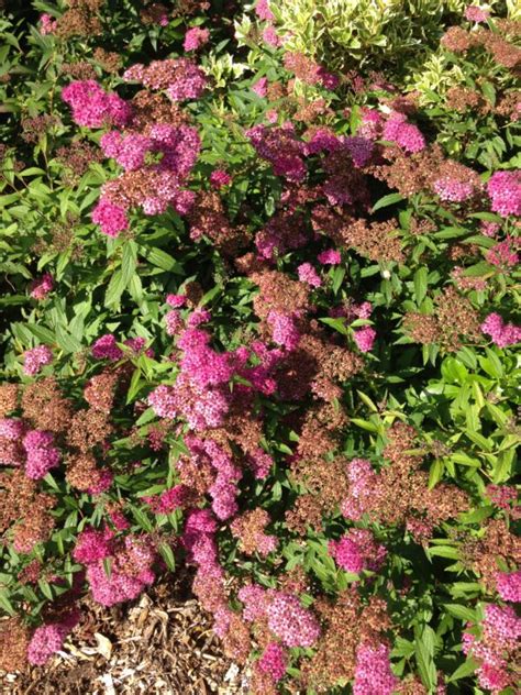 SPIREA japonica Anthony Waterer Spirée dété rouge Les Plantes de