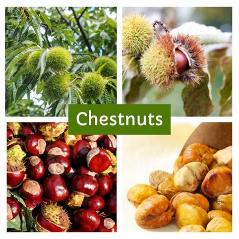 Chestnuts And Tree Nut Allergy What You Need To Know