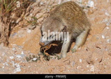 Suricate or Meerkat eating scorpion Suricata suricatta Kalahari Gemsbok ...