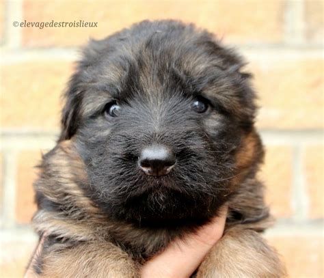 Elevage Des Trois Lieux Eleveur De Chiens Berger Allemand