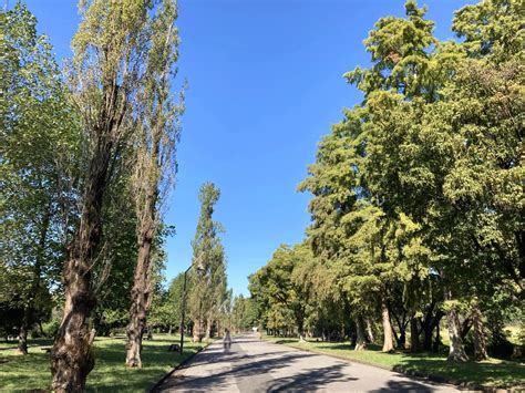 【葛飾区】紅葉がいち早く始まる！「モミジバフウ」が鮮やかに染まる水元公園の隠れた紅葉スポット（asa24） エキスパート Yahooニュース