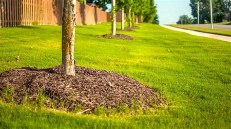 5 Best Mulch For Trees