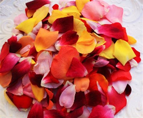 Edible Flowers Mixed Rose Petals Real Bright Shades Edible Etsy