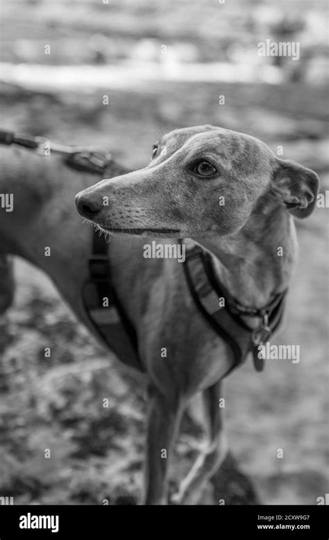 Black whippet hi-res stock photography and images - Alamy