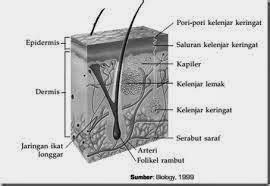 Proses Ekskresi Yang Terjadi Pada Kulit