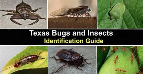 46 Texas Bugs And Insects With Pictures Identification Guide