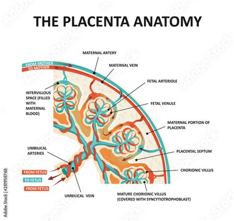 Anatomy Of Placenta