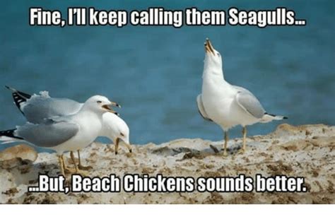 Funny seagull Memes