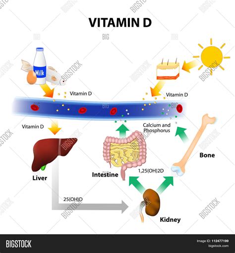 Schematic Diagram Vector & Photo (Free Trial) | Bigstock