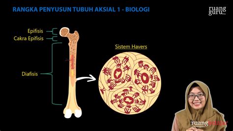 Video Belajar Rangka Penyusun Tubuh Aksial 1 Biologi Untuk Kelas 8