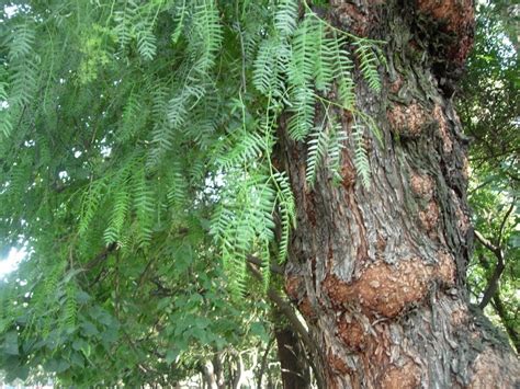 Pirul Arbol 1 20 M Schinus Molle Viveros La Antigua Esperanza