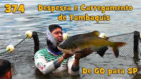 Despesca De Tambaquis Em Goi S Para Sp Fishingtur Na Tv Youtube