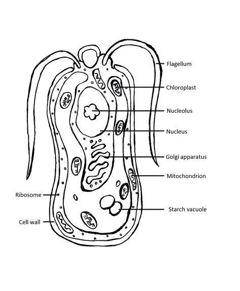 Protist Drawing At Getdrawings Free Download