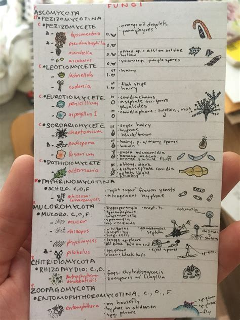 Lab Practical Cheat Sheet Micro Myco Version R Mycology