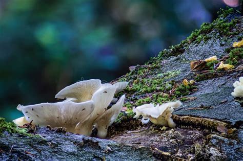 Angel Wing Mushroom Stock Photos - Free & Royalty-Free Stock Photos ...