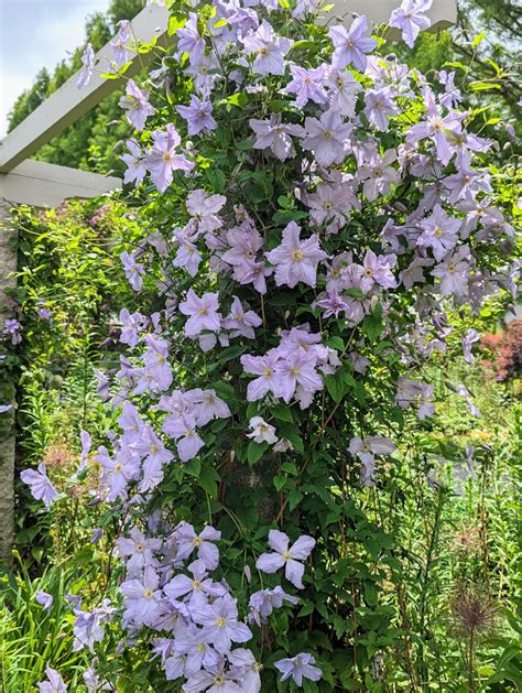 Planting Clematis The Queen Of Climbers The Martha Stewart Blog