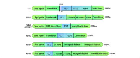 Domain Organization Of Fst And Fst Like Proteins Fst Like Proteins