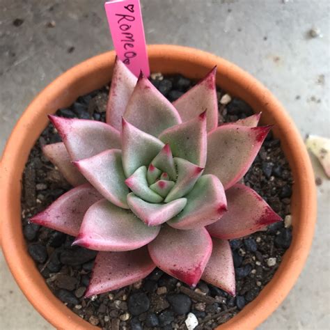 Echeveria Agavoides Romeo Echeveria Agavoides Romeo In Gardentags