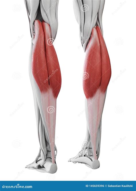 The Gastrocnemius Stock Illustration Illustration Of Anatomically