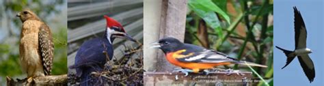 Four Assorted Birds Ufifas Extension Levy County