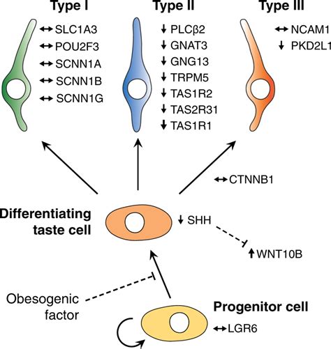 Overview Of Taste Associated Gene Expression At Different Stages Of