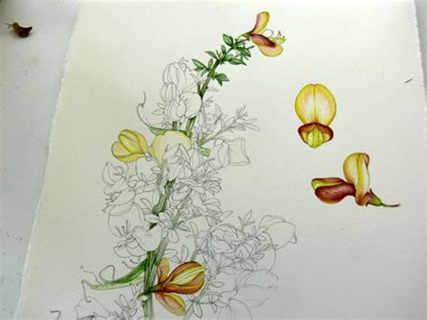 Lizzie Harper Step Botanical Sketchbook Study O Botanical