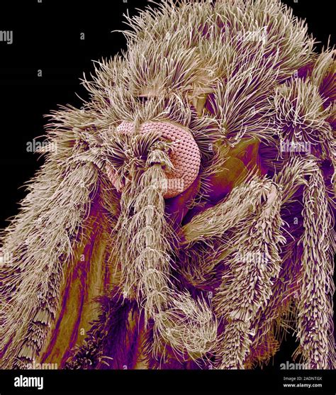 Moth Fly Coloured Scanning Electron Micrograph Sem Of A Moth Fly