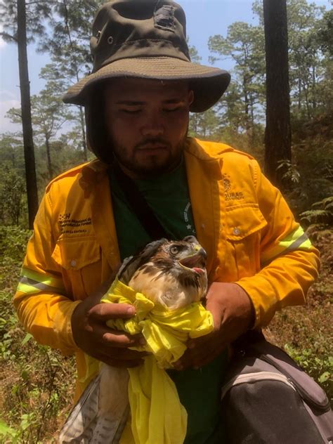 ICF on Twitter Tatumbla Gavilán rescatado víctima de incendios