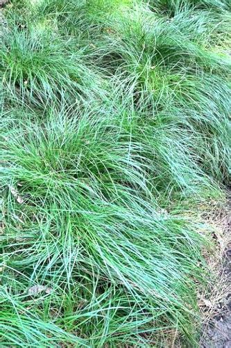 Social Sedge Carex Socialis Us Native Plants Buy Now