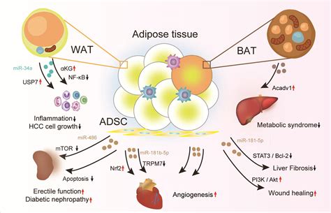 Frontiers Multifaceted Roles Of Adipose Tissue Derived Exosomes In